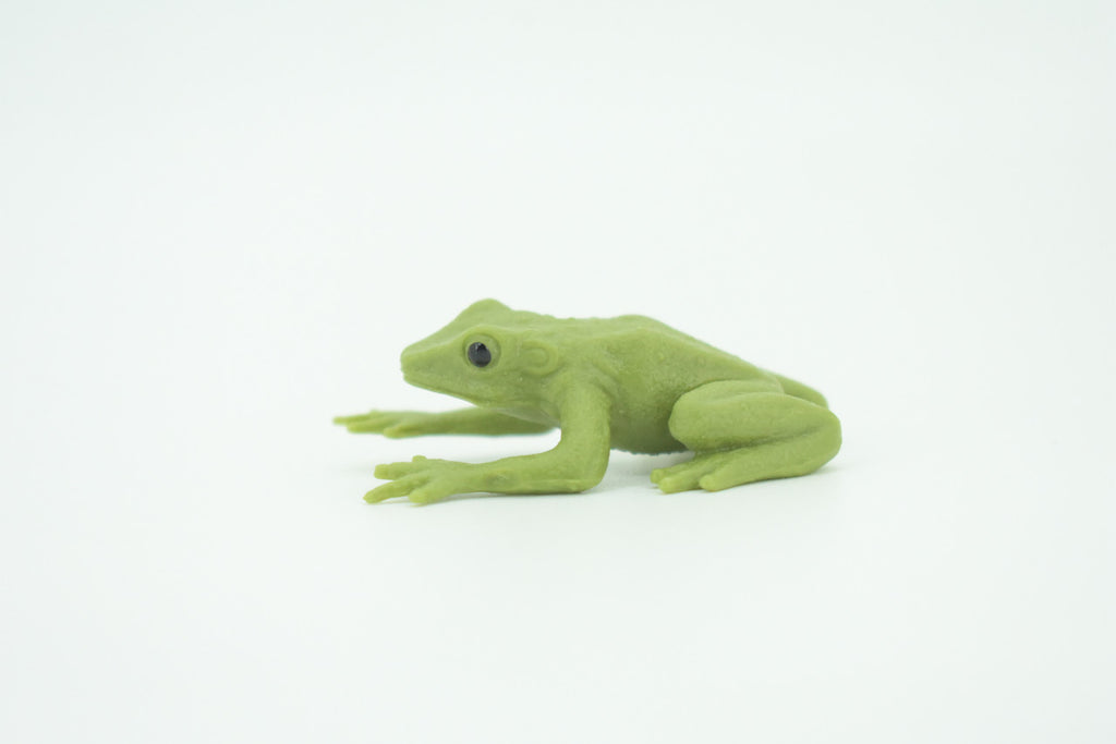 Green Tree Frog, Dumpy Tree Frog, Litoria caerulea, Hand Painted, Educational, Rubber Amphibian, Realistic Figure, Lifelike, Gift,    2 "   SF69B63