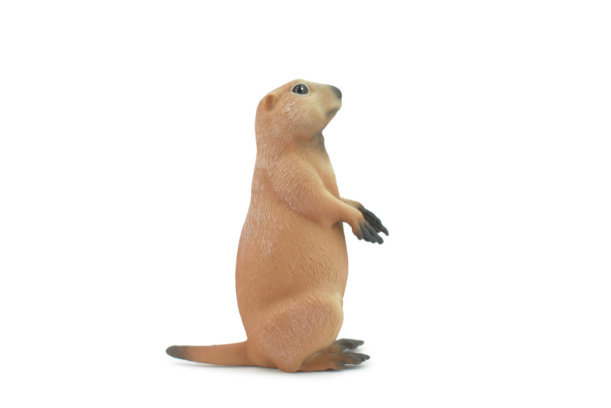 Marmot, Ground Squirrels, Marmota, Museum Quality, Hand Painted, Rubber Mammal, Realistic Toy Figure, Replica, Kids, Educational, Gift,     4 1/2"    CH559 BB161