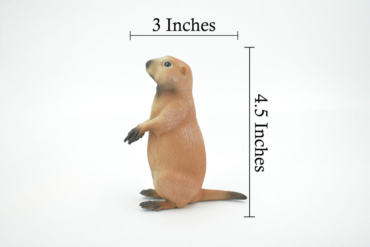 Marmot, Ground Squirrels, Marmota, Museum Quality, Hand Painted, Rubber Mammal, Realistic Toy Figure, Replica, Kids, Educational, Gift,     4 1/2"    CH559 BB161