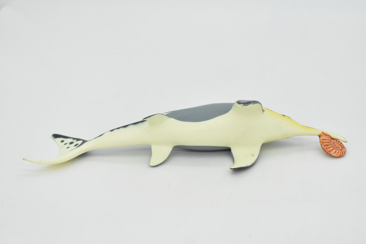 Icthyosaur, Biting Ammonite, Prehistoric Fish, Museum Quality, Rubber Fish, Hand Painted, Realistic Toy Figure, Diorama Model, Kids, Educational, 8 Inches. 