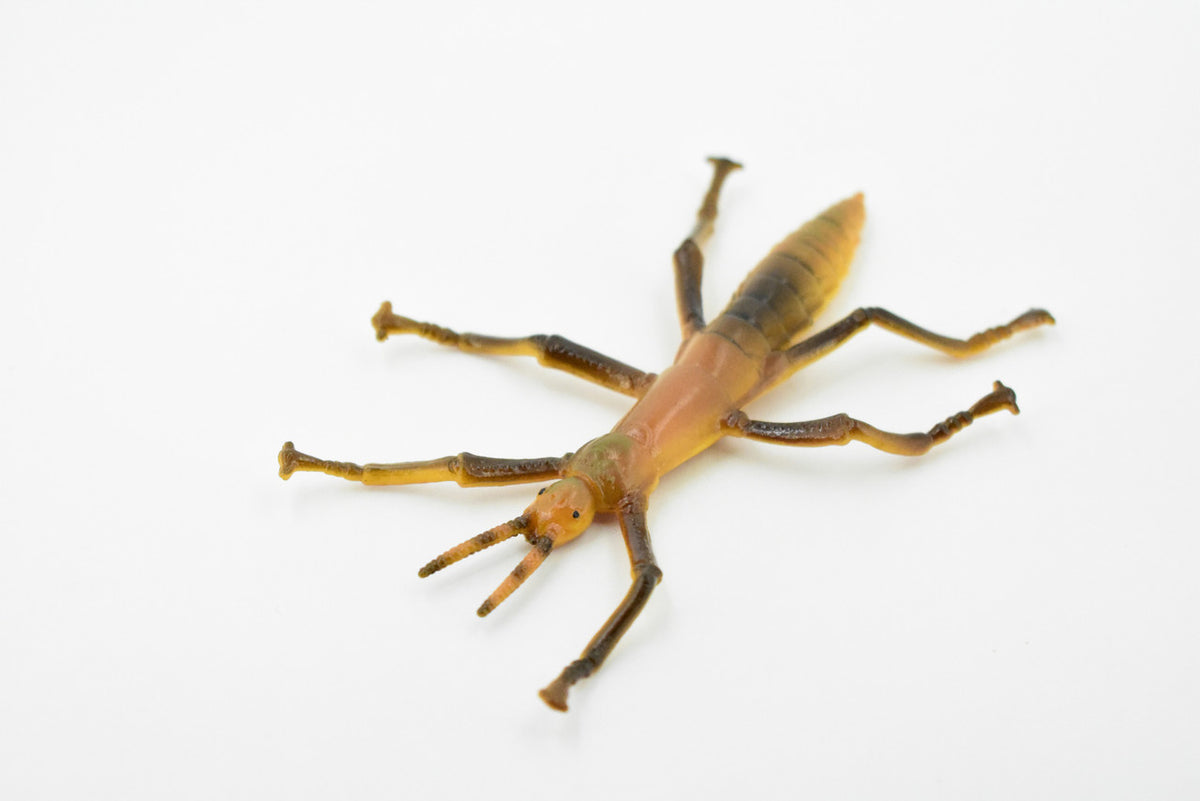 Stick Insect, Phasmatodea, Rubber Insect, High Quality, Hand Painted, Educational, Realistic Toy Figure, Diorama Model, Replica, Kids,  4 1/2 Inches. 