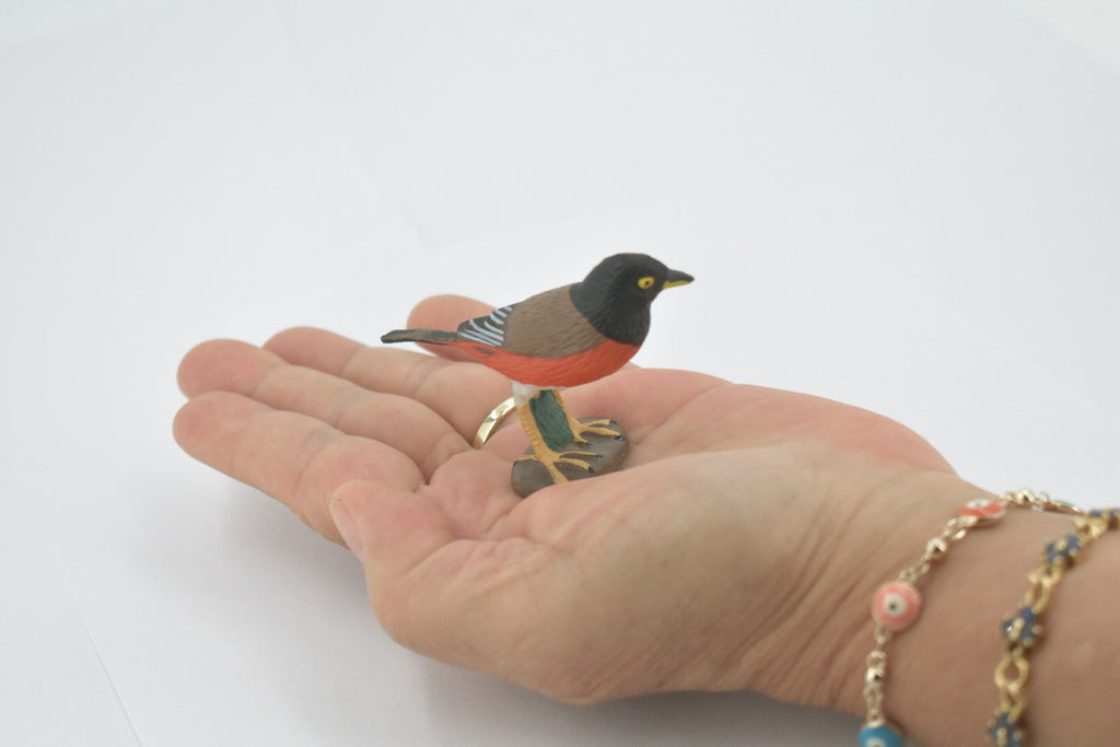 Bird, American robin, Museum Quality, Hand Painted, Rubber, Realistic, Figure, Model, Replica, Toy, Kids, Educational, Gift,        3"        CH717 BB174