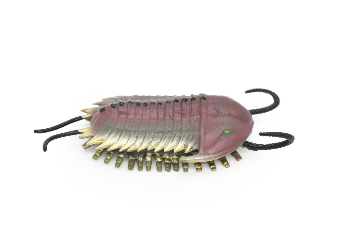 Trilobite, Extinct Marine Arthropods, Fossil, Museum Quality, Rubber Animal, Hand Painted, Realistic Toy Figure, Diorama Model, Kids, Educational, 5 Inches.