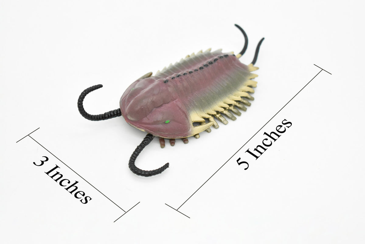 Trilobite, Extinct Marine Arthropods, Fossil, Museum Quality, Rubber Animal, Hand Painted, Realistic Toy Figure, Diorama Model, Kids, Educational, 5 Inches.
