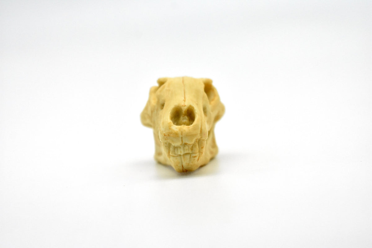 Lion Skull, Very Nice Plastic Reproduction    1 7/8 inches long     F4124 B193
