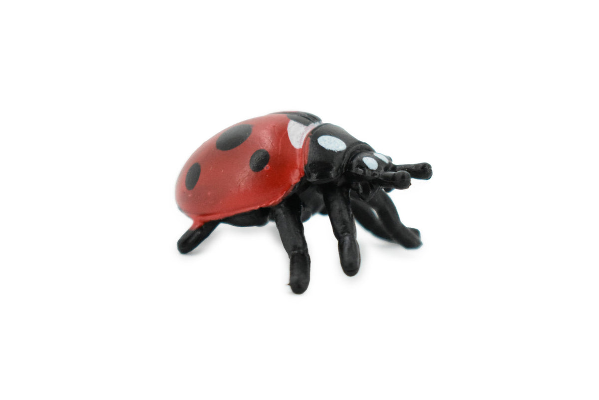 Ladybug, Lady Bug, Beetles, Educational, Museum Quality, Hand Painted, Rubber Insect, Figure, Diorama Model, Realistic, Kids, Toys,  1 1/4 Inches. 