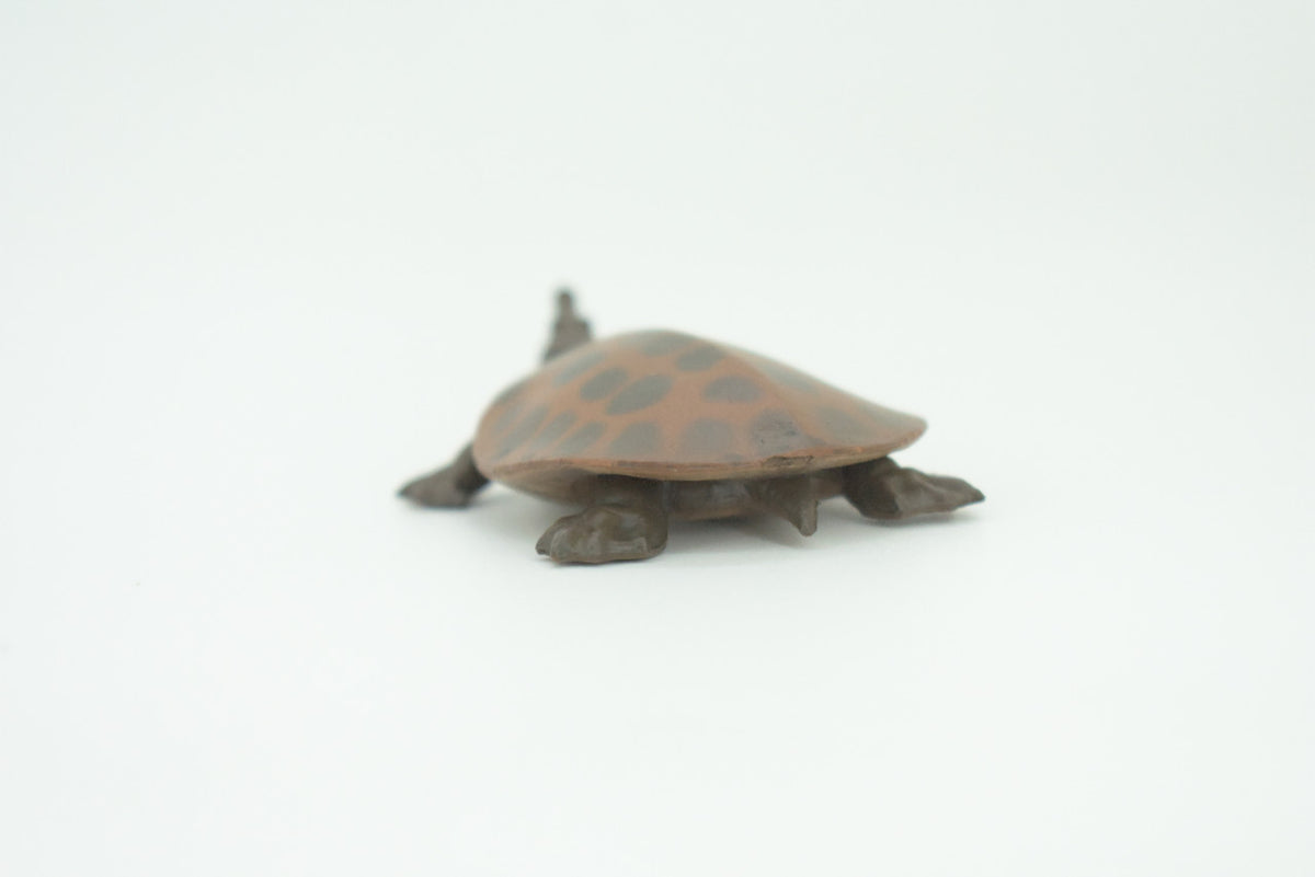 Softshell Turtle, Apalone spinifera, Freshwater Turtle, Hand Painted, Educational, Rubber Reptile, Realistic Figure, Lifelike, Gift,    2"    SF38 B15