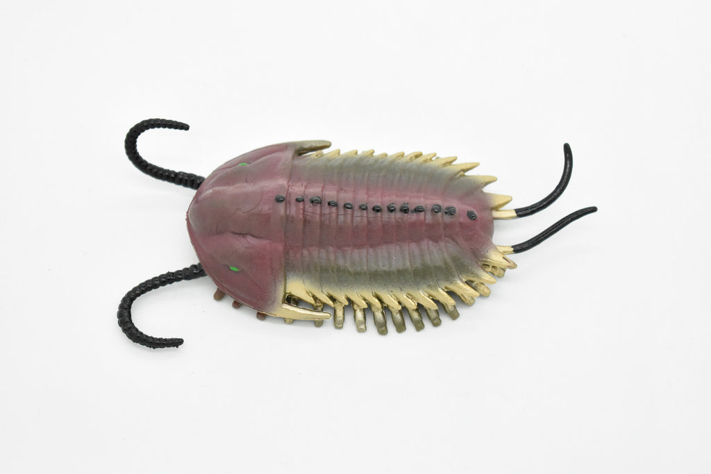 Trilobite, Extinct Marine Arthropods, Fossil, Museum Quality, Rubber Animal, Hand Painted, Realistic Toy Figure, Diorama Model, Kids, Educational, 5 Inches.