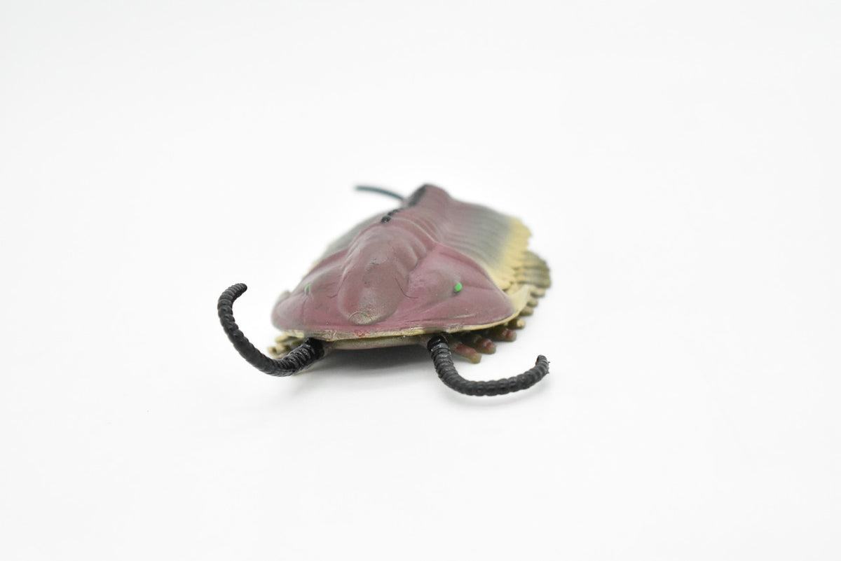 Trilobite, Extinct Marine Arthropods, Fossil, Museum Quality, Rubber Animal, Hand Painted, Realistic Toy Figure, Diorama Model, Kids, Educational, 5 Inches.