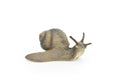 Snail, Shelled Gastropod, Very Realistic Rubber Design, Educational, Hand Painted, Rubber Insect, Diorama Model, Realistic, Kids, Toys, 3 1/2 Inches. 