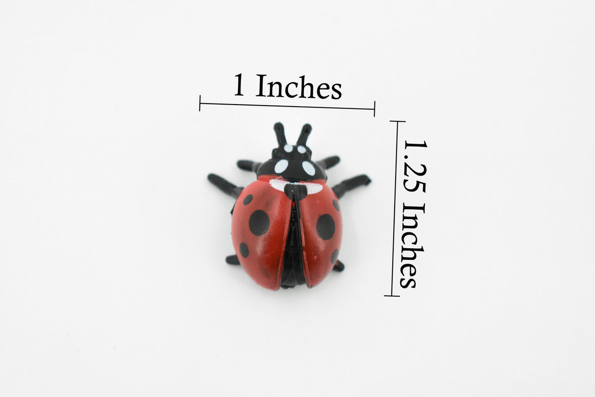 Ladybug, Lady Bug, Beetles, Educational, Museum Quality, Hand Painted, Rubber Insect, Figure, Diorama Model, Realistic, Kids, Toys,  1 1/4 Inches. 