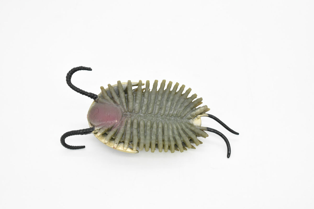 Trilobite, Extinct Marine Arthropods, Fossil, Museum Quality, Rubber Animal, Hand Painted, Realistic Toy Figure, Diorama Model, Kids, Educational, 5 Inches.