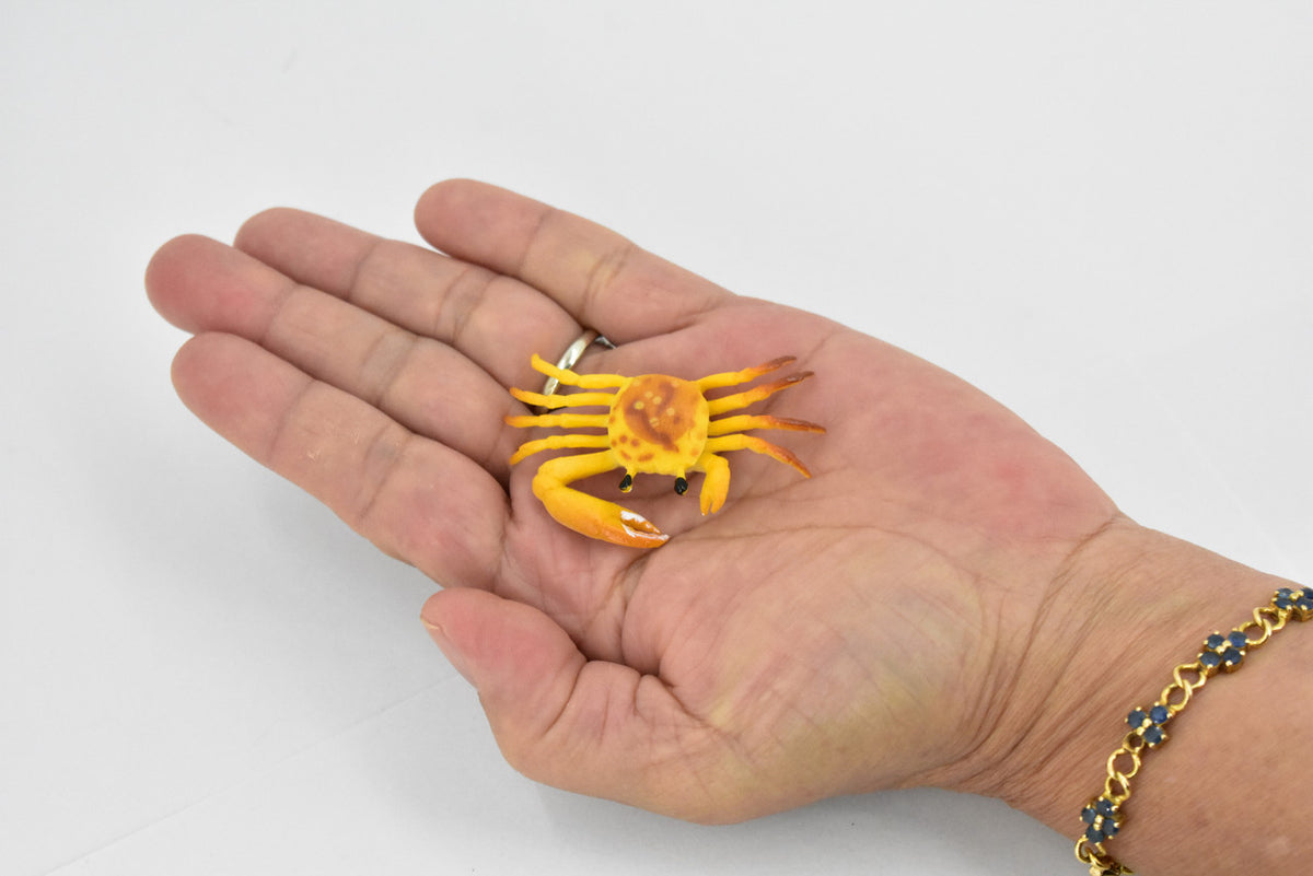 Crab, Fiddler Crab, Rubber, Crustaceans, Educational, Realistic, Hand Painted, Figure, Lifelike Figurine, Replica, Gift,       2"         F935 B157