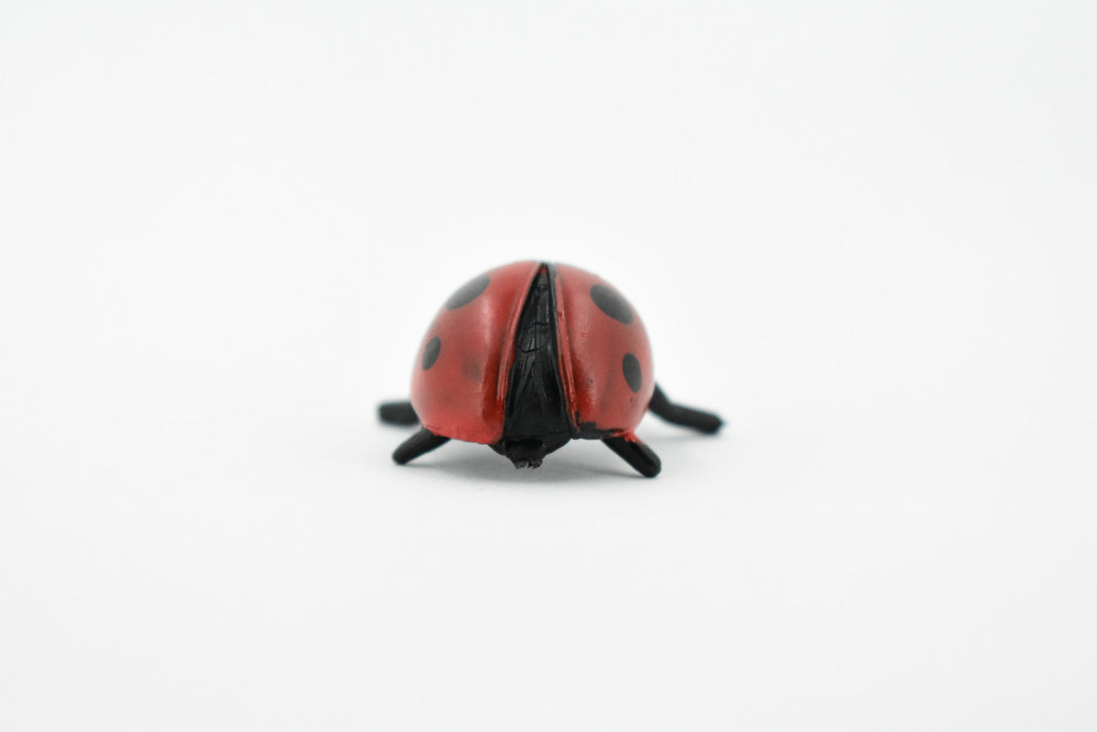 Ladybug, Lady Bug, Beetles, Educational, Museum Quality, Hand Painted, Rubber Insect, Figure, Diorama Model, Realistic, Kids, Toys,  1 1/4 Inches. 