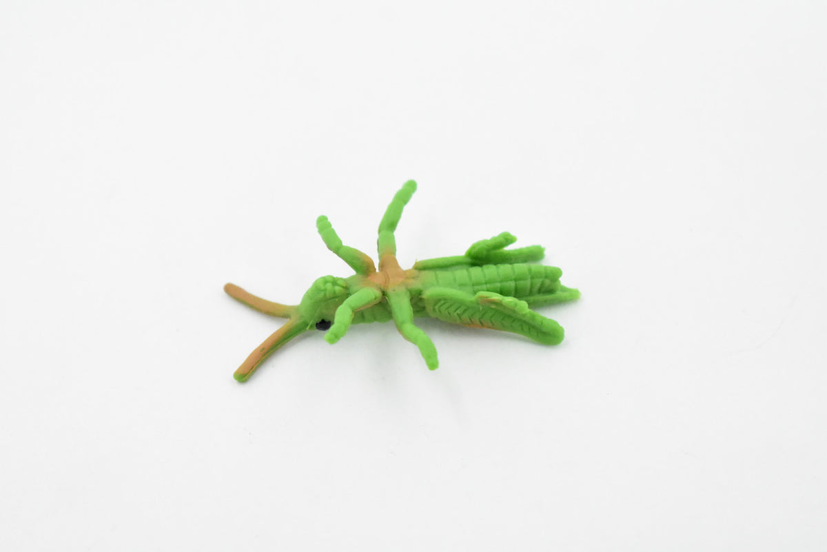 Grasshopper, Rubber Insect, High Quality, Hand Painted, Educational, Realistic Toy Figure, Diorama Model, Replica, Kids,  Gift,       2  Inches.    CH400 BB108
