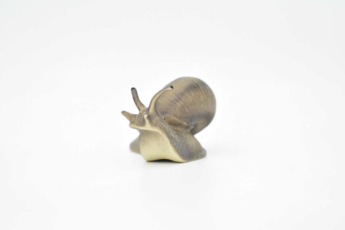 Snail, Shelled Gastropod, Very Realistic Rubber Design, Educational, Hand Painted, Rubber Insect, Diorama Model, Realistic, Kids, Toys, 3 1/2 Inches. 