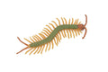 Centipede, Green, Arthropods, Museum Quality, Hand Painted, Rubber Chilopoda, Realistic, Figure, Model, Replica, Toy, Kids, Educational, Gift,    3"     CH518 BB158