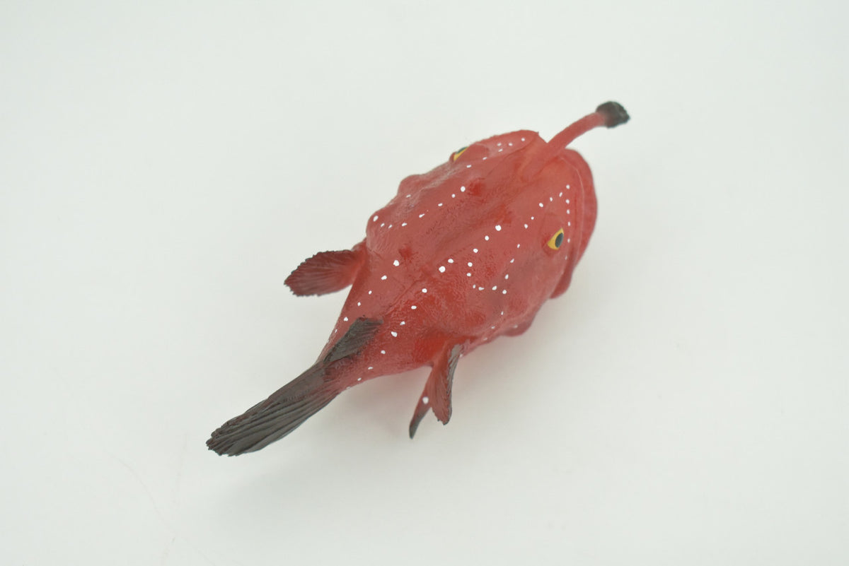 Anglerfish, Lophiiformes, Museum Quality, Hand Painted, Realistic, Solid Rubber, Animal, Figure, Model, Toy, Kids, Educational, Gift    5"     CH285 BB178