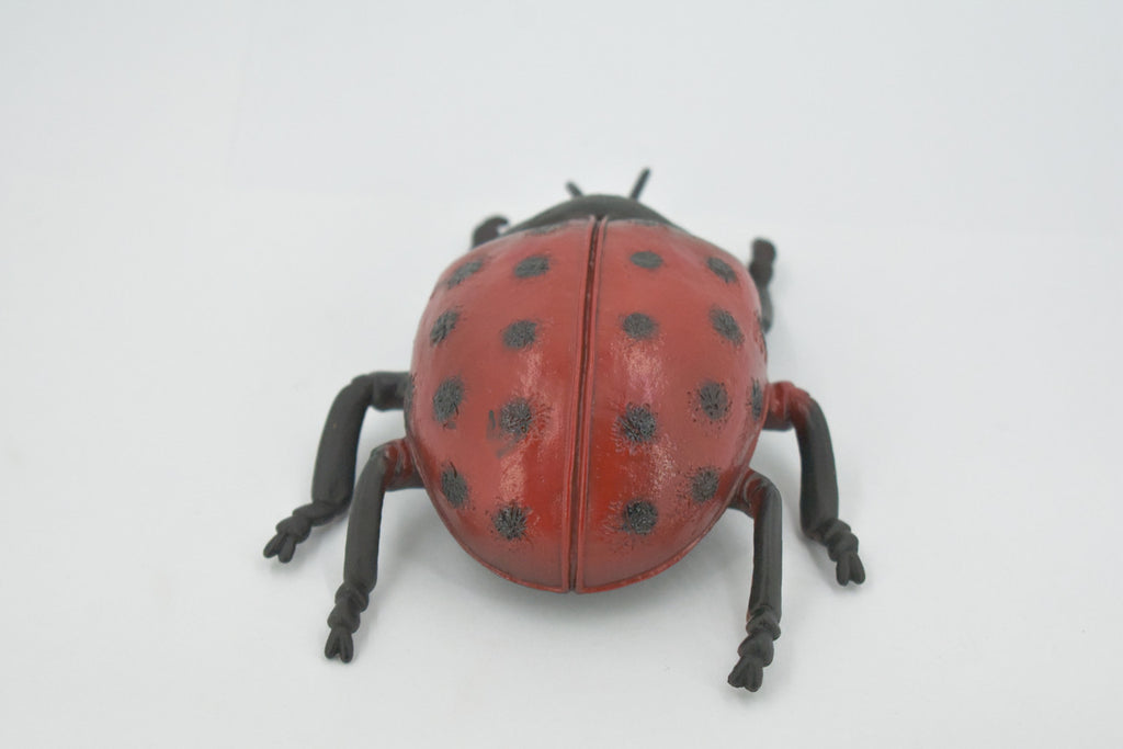 Ladybug, Beetle, Coccinellidae, Lady bug, Hand Painted, Rubber Insect, Educational, Toy, Kids, Realistic Figure, Lifelike Model, Figurine, Replica, Gift,    5"   ABC08 B262