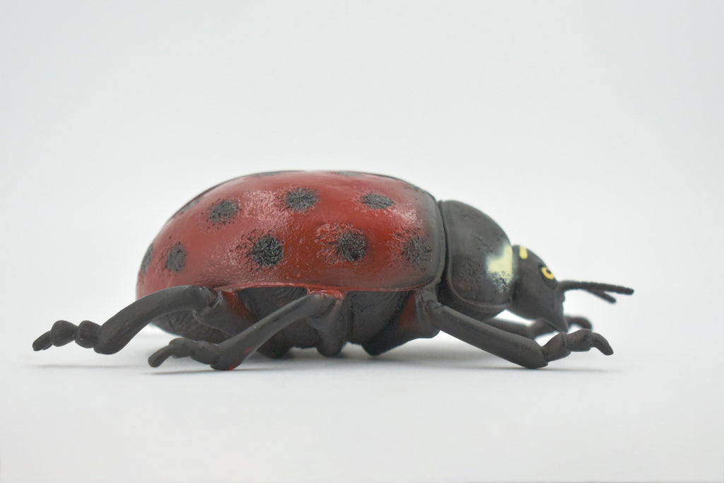 Ladybug, Beetle, Coccinellidae, Lady bug, Hand Painted, Rubber Insect, Educational, Toy, Kids, Realistic Figure, Lifelike Model, Figurine, Replica, Gift,    5"   ABC08 B262