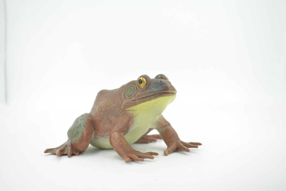 Frog, American Bullfrog, Museum Quality, Hand Painted, Rubber, Amphibian, Realistic Toy Figure, Replica, Kids, Educational, Gift,     5"    CH560 BB161