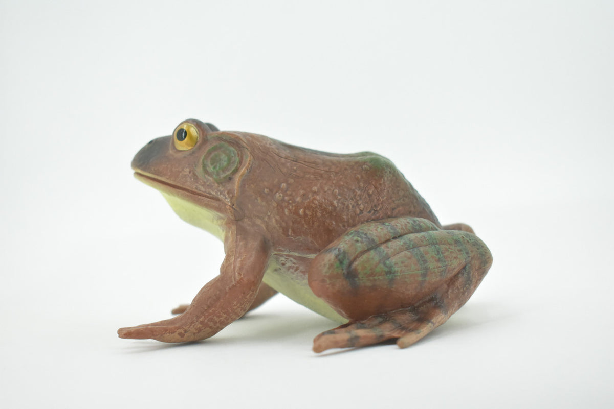 Frog, American Bullfrog, Museum Quality, Hand Painted, Rubber, Amphibian, Realistic Toy Figure, Replica, Kids, Educational, Gift,     5"    CH560 BB161