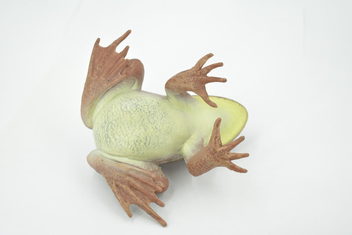 Frog, American Bullfrog, Museum Quality, Hand Painted, Rubber, Amphibian, Realistic Toy Figure, Replica, Kids, Educational, Gift,     5"    CH560 BB161