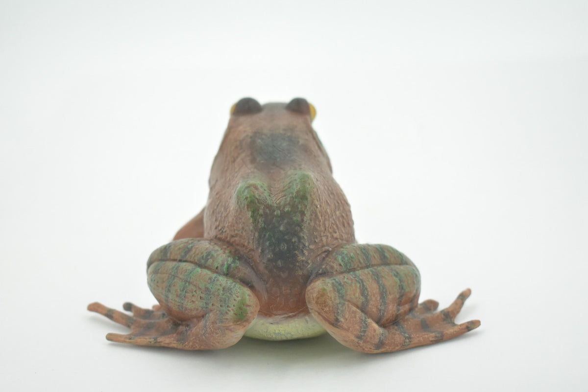 Frog, American Bullfrog, Museum Quality, Hand Painted, Rubber, Amphibian, Realistic Toy Figure, Replica, Kids, Educational, Gift,     5"    CH560 BB161