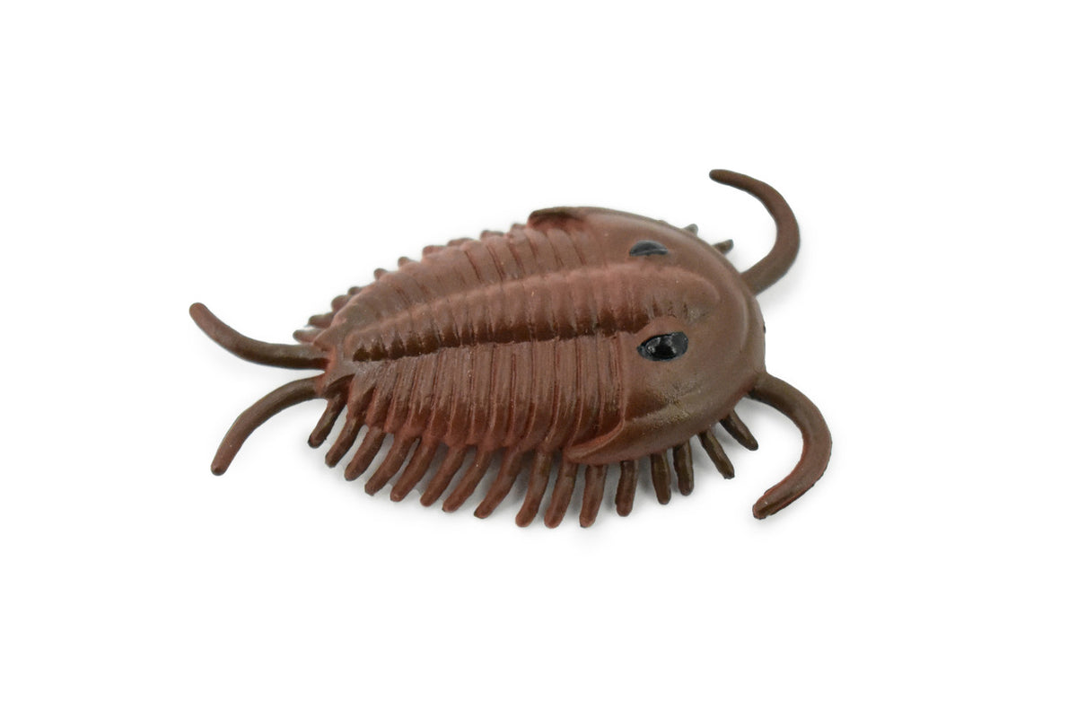 Trilobita, Trilobites, Extinct Marine Arthropods, Very Nice Design, Rubber, Hand Painted, Realistic Toy Figure, Diorama Model, Kids, Educational, Gift,   2 1/2 Inches. 