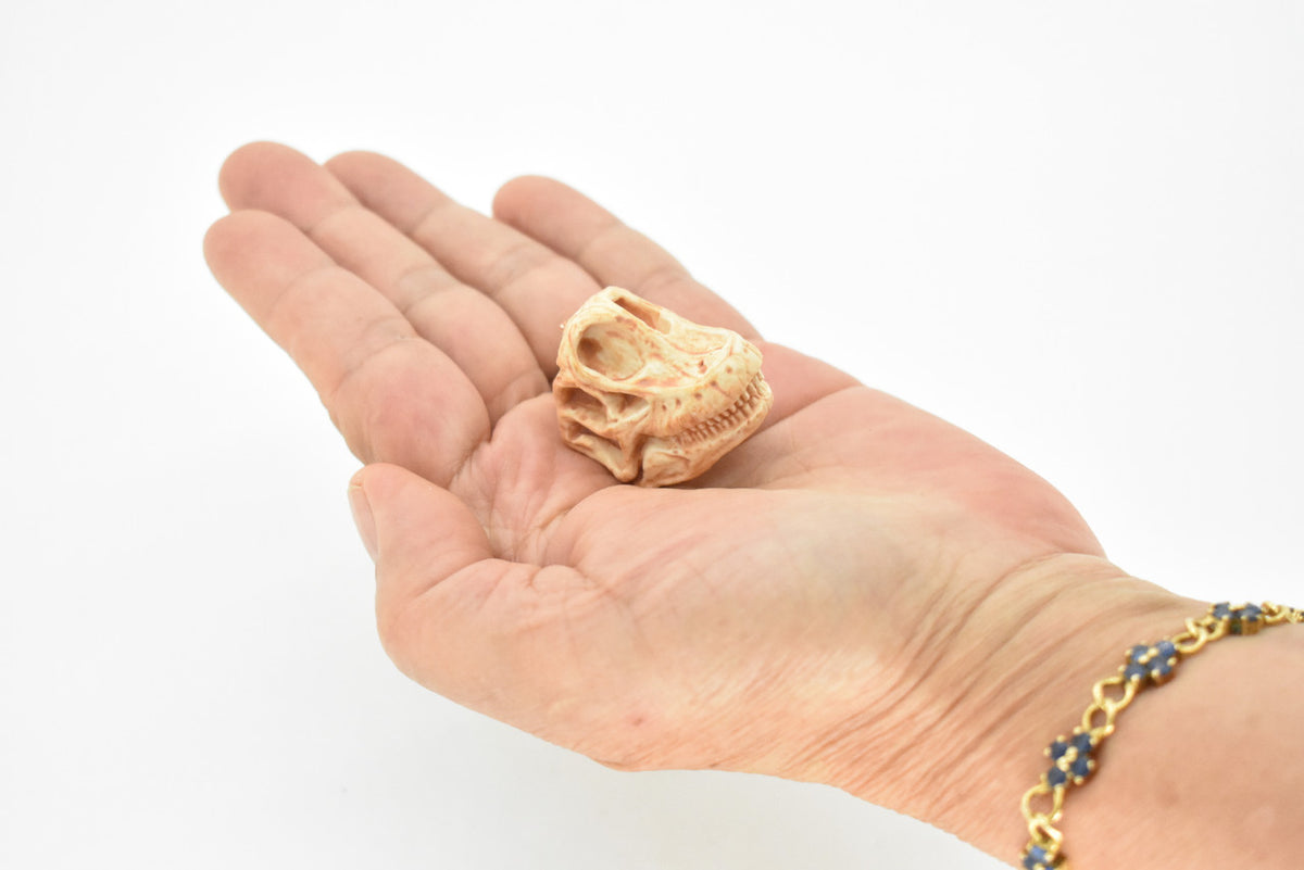 Brachiosaurus, Dinosaur Skull Fossil, Very Realistic, Brachiosaurus altithorax, Hard Rubber, Educational, Diorama Model, Prehistoric, Bones, Toy,  1 1/2 Inches