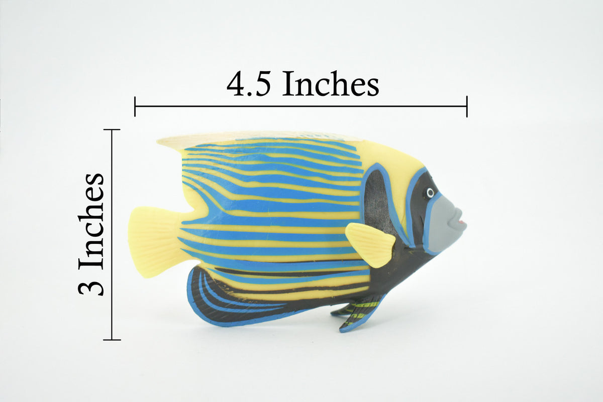 Fish, Emperor Anglefish, Museum Quality, Hand Painted, Rubber, Realistic Figure, Model, Replica, Toy, Kids, Educational, Gift,       4 1/2"     CH557 BB161
