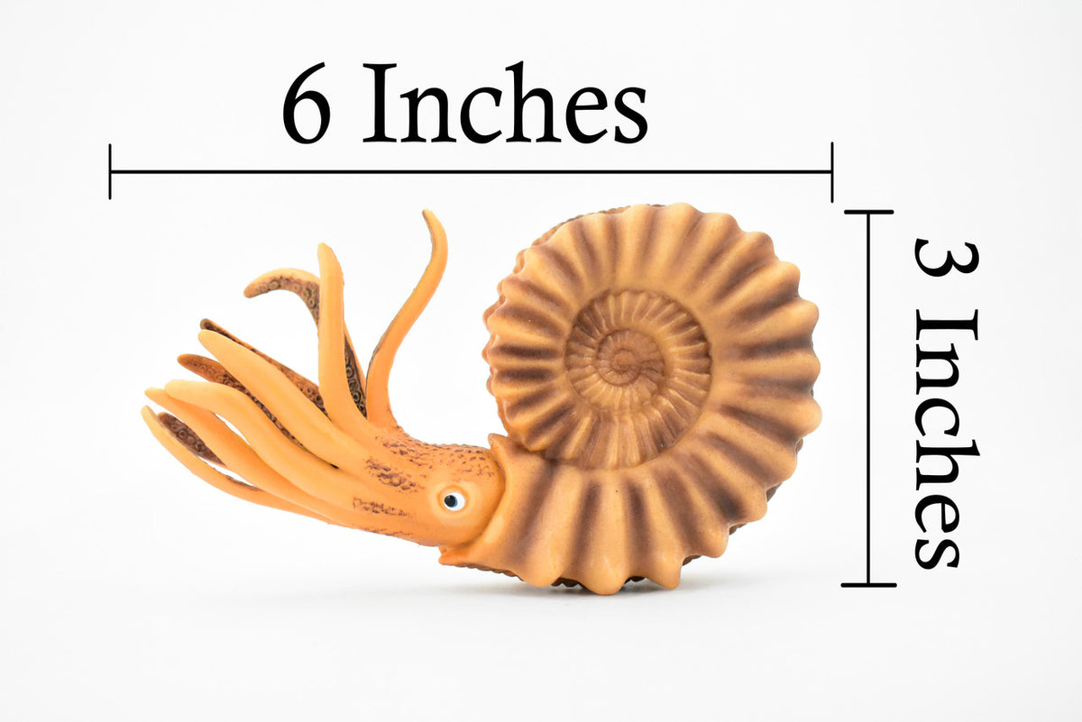 Ammonite, Living Fossil, Prehistoric Marine Animal, Museum Quality, Rubber, Hand Painted, Realistic Toy Figure, Diorama Model, Kids, Educational, 6 Inches 