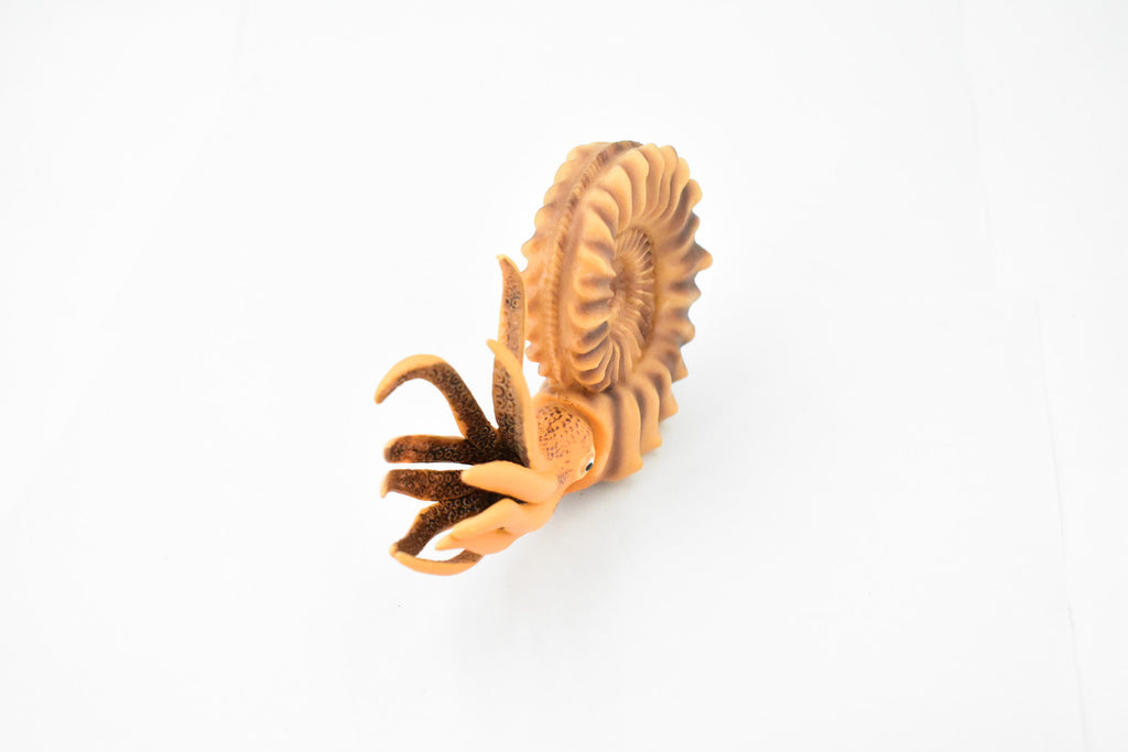 Ammonite, Living Fossil, Prehistoric Marine Animal, Museum Quality, Rubber, Hand Painted, Realistic Toy Figure, Diorama Model, Kids, Educational, 6 Inches 