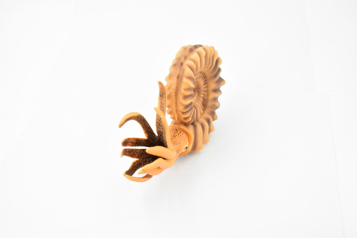 Ammonite, Living Fossil, Prehistoric Marine Animal, Museum Quality, Rubber, Hand Painted, Realistic Toy Figure, Diorama Model, Kids, Educational, 6 Inches 