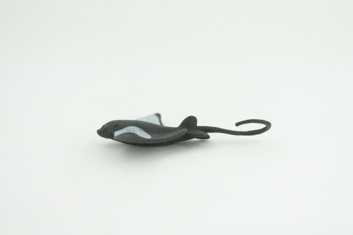 Bat Ray, California Bat Ray, Marine Fish, Educational, Realistic, Diorama, Models, Toys, Kids, Gift,   2 1/2  Inches.    CWG55 B197