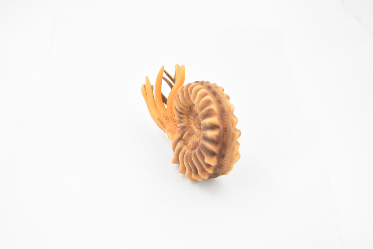Ammonite, Living Fossil, Prehistoric Marine Animal, Museum Quality, Rubber, Hand Painted, Realistic Toy Figure, Diorama Model, Kids, Educational, 6 Inches 