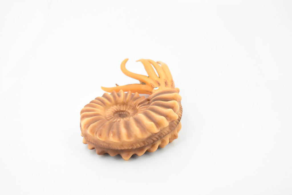 Ammonite, Living Fossil, Prehistoric Marine Animal, Museum Quality, Rubber, Hand Painted, Realistic Toy Figure, Diorama Model, Kids, Educational, 6 Inches 