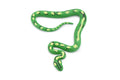 Guatemalan Palm Viper, Rubber Snake, Reptile, Hand Painted, Realistic, Very Nice Rubber Design, Educational, Diorama Model, Lifelike, Toy,  3 Inches. 