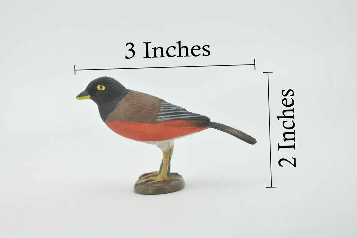 Bird, American robin, Museum Quality, Hand Painted, Rubber, Realistic, Figure, Model, Replica, Toy, Kids, Educational, Gift,        3"        CH717 BB174
