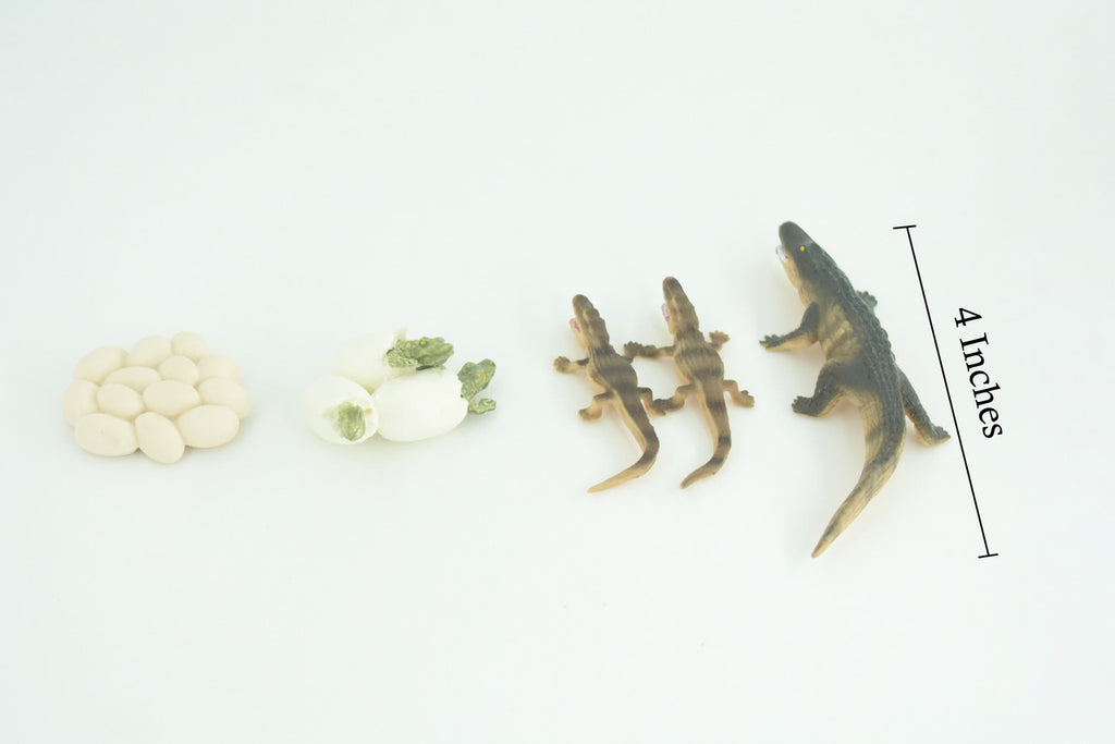 Alligator Life Cycle, 4 Piece Set, Hand Painted, Educational, High Quality Rubber Reptile, Realistic, Diorama, Figure, Toys, Kids, Gift, 4 Inches. CH988 BB214