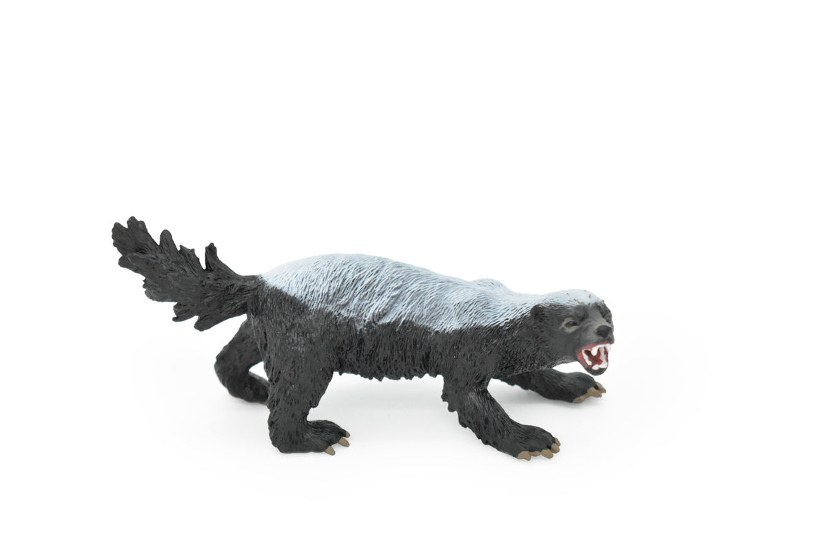 Honey Badger, Mellivora capensis, Museum Quality, Educational, Rubber Animal, Hand Painted, Realistic, Diorama Model, Toy, Kids,  5 Inches.
