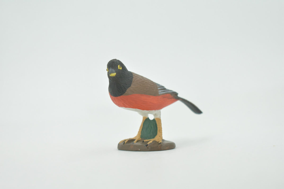 Bird, American robin, Museum Quality, Hand Painted, Rubber, Realistic, Figure, Model, Replica, Toy, Kids, Educational, Gift,        3"        CH717 BB174