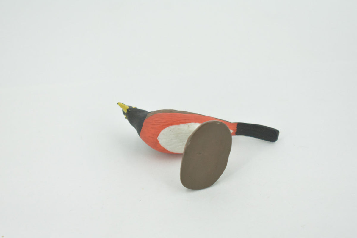 Bird, American robin, Museum Quality, Hand Painted, Rubber, Realistic, Figure, Model, Replica, Toy, Kids, Educational, Gift,        3"        CH717 BB174