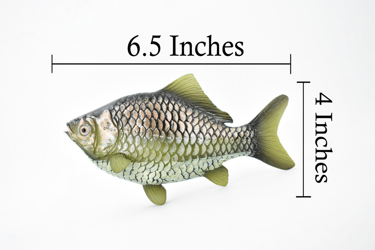 Fish, Crucion Carp, Museum Quality, Hand Painted, Rubber Fish, Realistic Toy Figure, Model, Replica, Kids, Educational, Gift,     6 1/2"     CH375 BB141