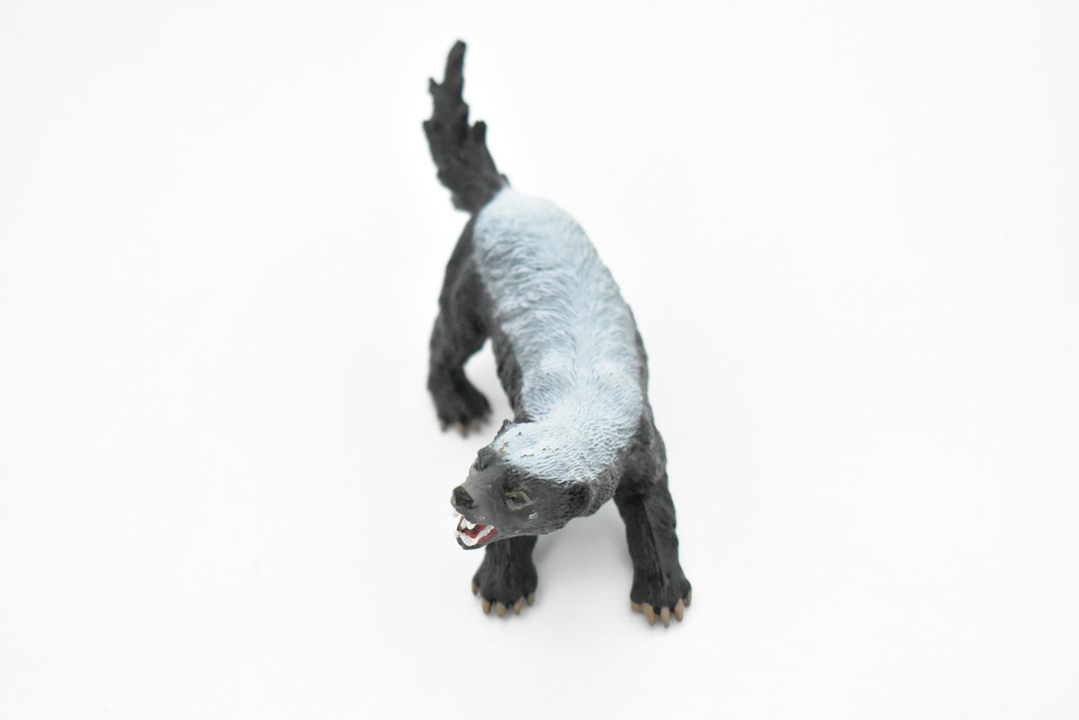 Honey Badger, Mellivora capensis, Museum Quality, Educational, Rubber Animal, Hand Painted, Realistic, Diorama Model, Toy, Kids,  5 Inches.
