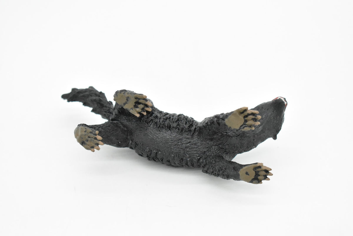 Honey Badger, Mellivora capensis, Museum Quality, Educational, Rubber Animal, Hand Painted, Realistic, Diorama Model, Toy, Kids, Gift,  5 Inches.   CH040 BB76