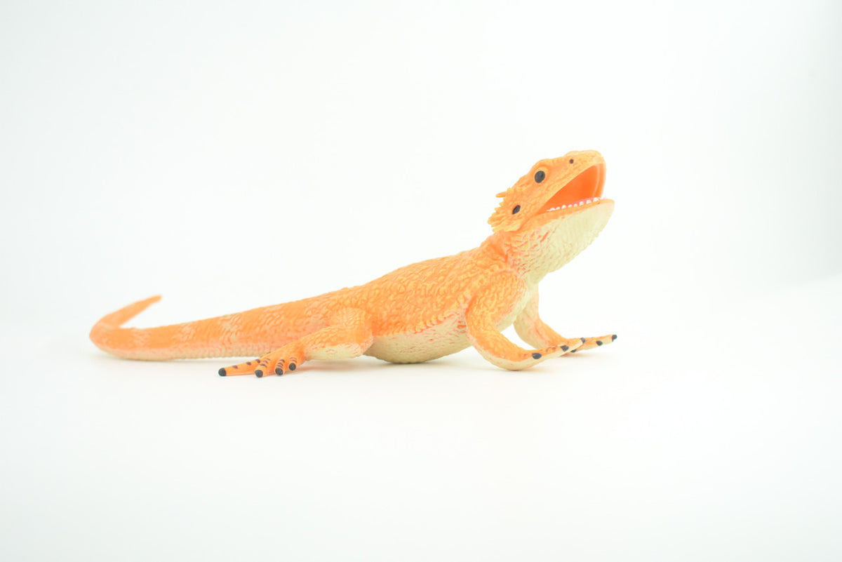 Rock Agama Lizard, (Agama lionotus) Hand Painted, Museum Quality, Solid Rubber Reptile, Educational, Realistic, Figure, Toy, Kids, Gift,  9 Inches.  CH966 BB210