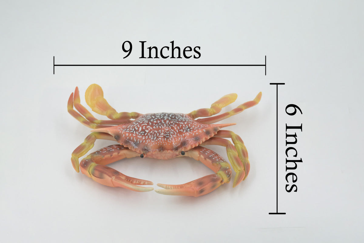 Crab, Swimming, Spotted, Museum Quality, Hand Painted, Rubber Crustacean, Realistic Figure, Model, Replica, Toy, Kids, Educational, Gift,      9"   CH500 BB155