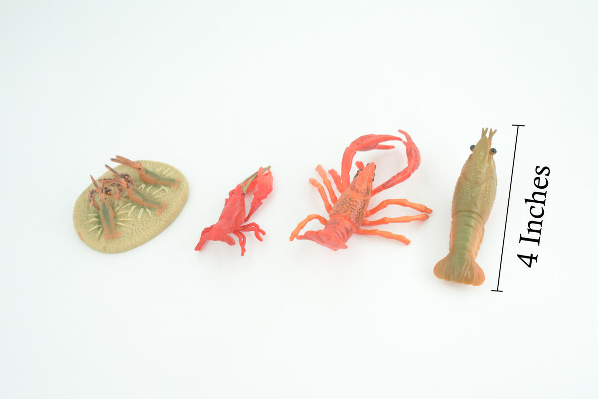 Crawfish Life Cycle, 4 Piece Set, Hand Painted, Educational, High Quality Rubber Crayfish, Realistic Crustacean, Diorama, Figure, Toys, Kids, Gift, 4 Inches. CH984 BB214