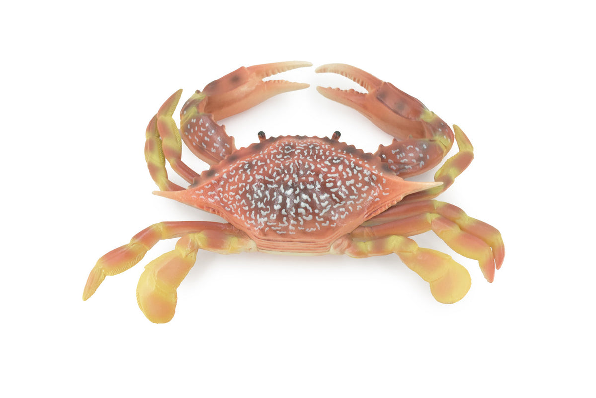 Crab, Swimming, Spotted, Museum Quality, Hand Painted, Rubber Crustacean, Realistic Figure, Model, Replica, Toy, Kids, Educational, Gift,      9"   CH500 BB155